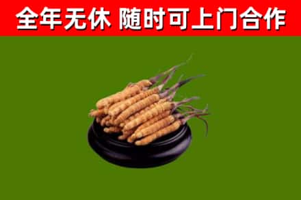 上城区回收冬虫夏草