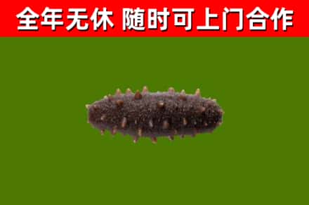 上城区回收海参干
